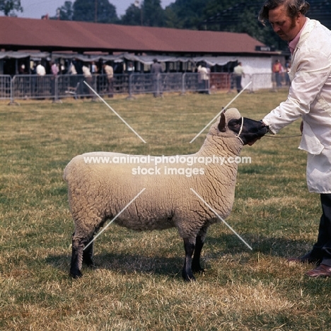 clun forest sheep