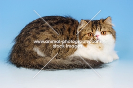 brown tabby and white persian cat, lying down