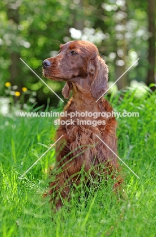 Irish Setter sitting down