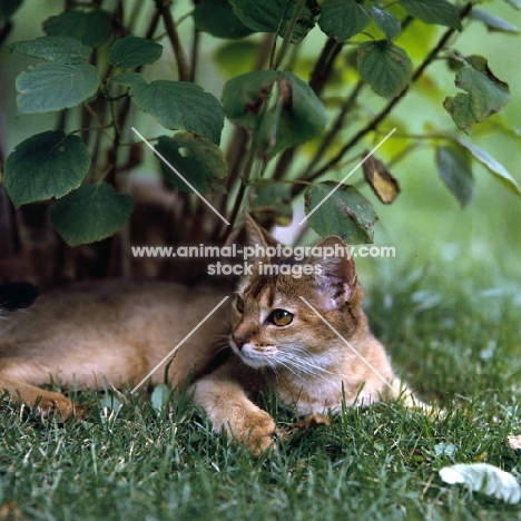 abyssinian cat, lying under bush