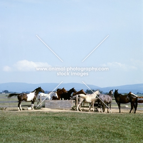 teeter totter, pinto, and friends in usa