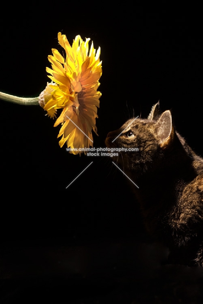 Tabby cat sniffing yellow flower