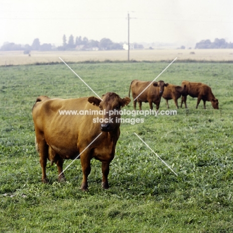 danish red cows in field in germany