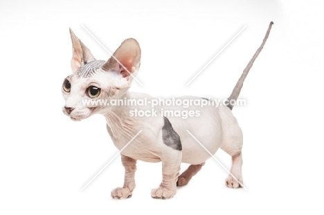 Bambino cat standing on white background