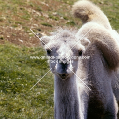 bactrian camel looking at camera