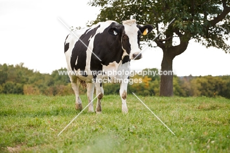 Holstein Friesian walking in field