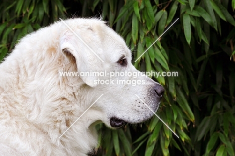 Polish Tatra Herd Dog