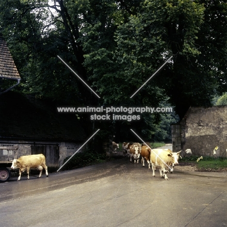 cattle returning from field at offenhausen, marbach, s. germany