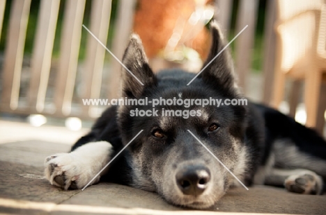 Husky Crossbreed lying down