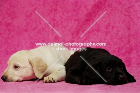 Sleepy Black and Golden Labrador Puppies lying on a pink background