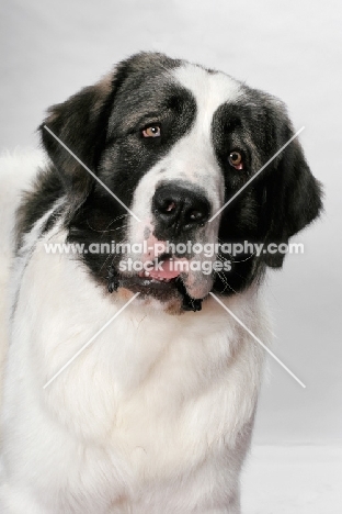 White and Gray Pyrenean Mastiff, looking at camera