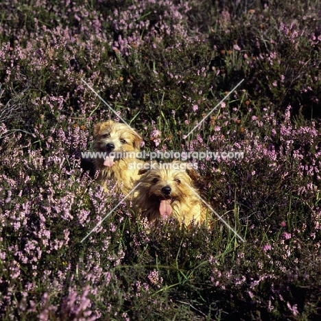 two norfolk terriers sitting in heather