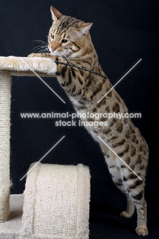 Bengal male cat climbing on a scratch post, black background