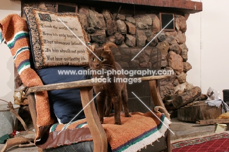 brown American Curl in chair