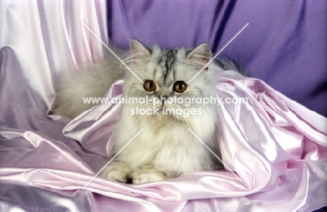 pewter persian cat in satin