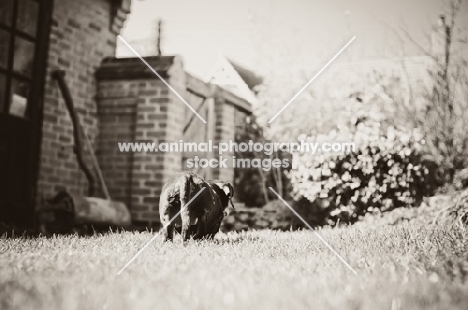 Miniature Smooth Dachshund walking away from camera in garden