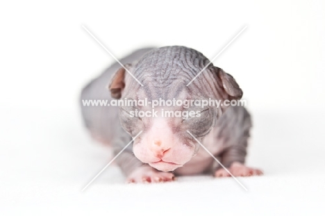 1 week old Sphynx kitten, eyes closed