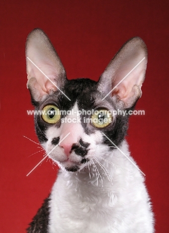 black and white Cornish Rex cat