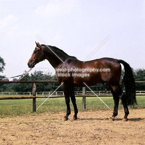 tornado, trakehner stallion 