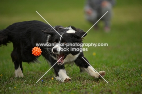 Border Collie playing with a ball, mouth open to catch it, owner in the background