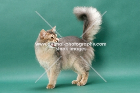 young Somali cat meowing, blue coloured, on green background