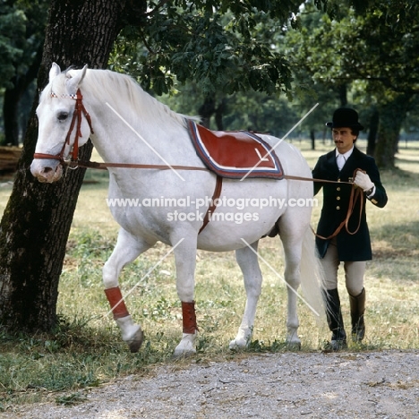 lipizzaner stallion on the long rein dressed for a display at lipica
