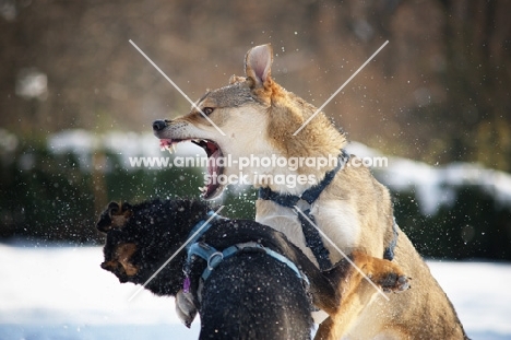 two dogs fighting in a snow-covered field