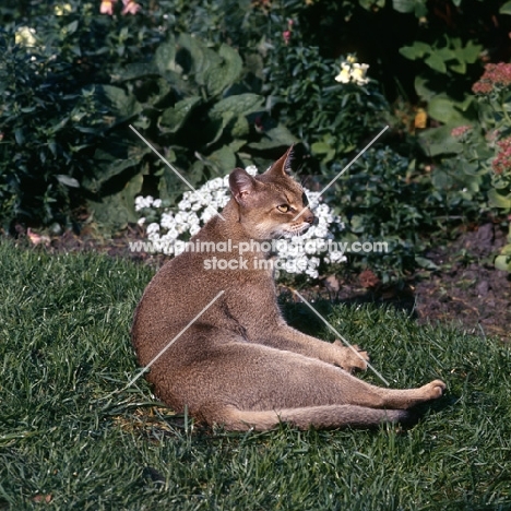  int ch cenicienta van mariëndaal,  abyssinian cat lying on grass