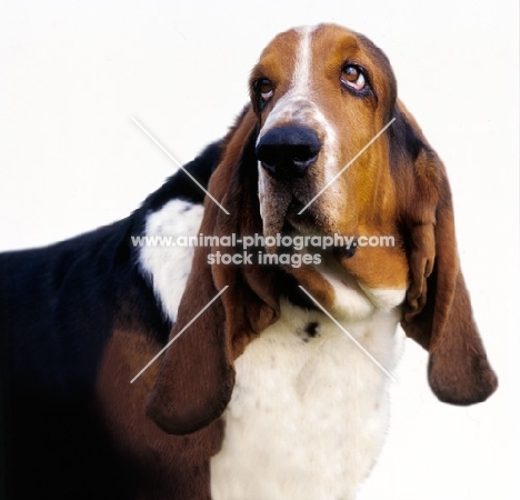 basset hound on white background