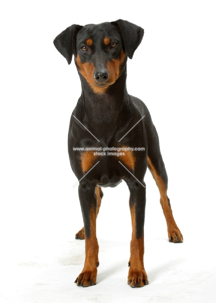 Australian Champion German Pinscher in studio