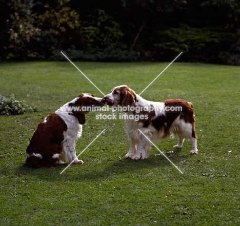 sh ch dalati sioni , right, sire of 24 show champions,  two welsh springer spaniels kissing
