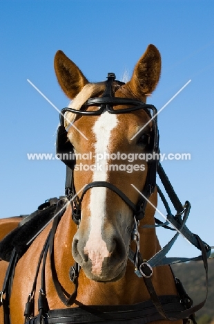 Belgian Draft horse