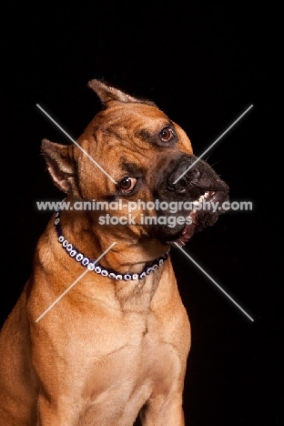 Cane Corso dog with cropped ears