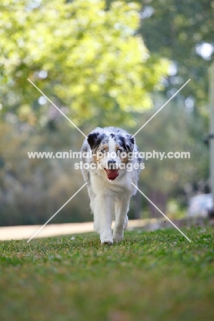 blue merle Australian Shepherd dog