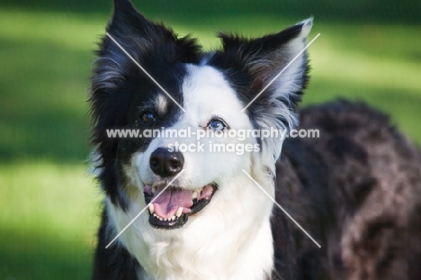 smiling odd eyed border collie