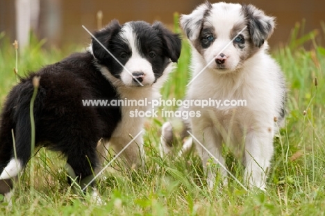 two Border Collies on grass