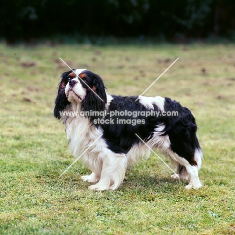 cavalier king charles spaniel side view