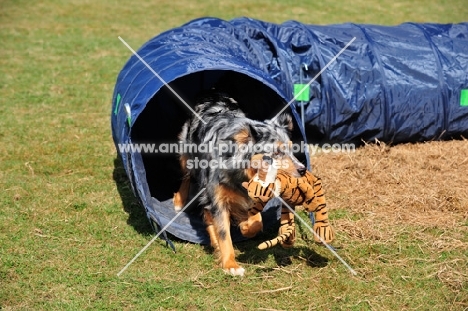 Bitch retrieving toy through tunnel