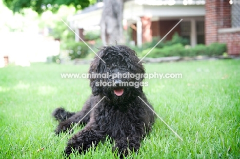 goldendoodle lying in grass