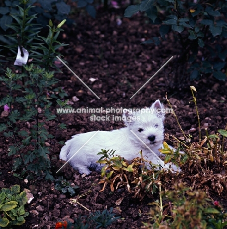 west highland white lying in shrubbery