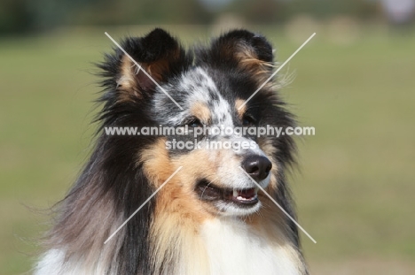 Shetland Sheepdog head study