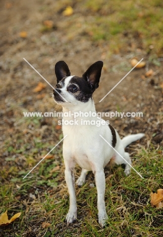 Chihuahua sitting. 