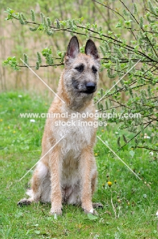 Laekenois (Belgian Shepherd) sitting down