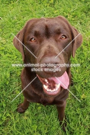 Chocolate Labrador Retriever looking into camera