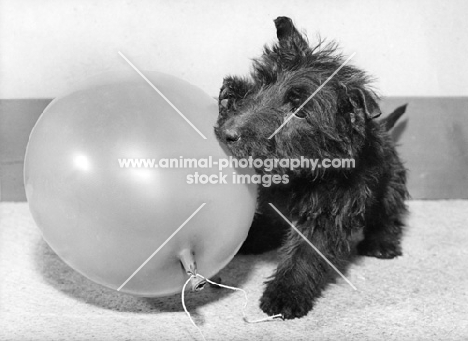 Scottish Terrier with balloon