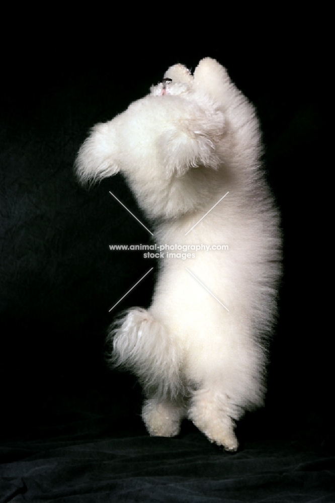 bichon frise dancing on hind legs