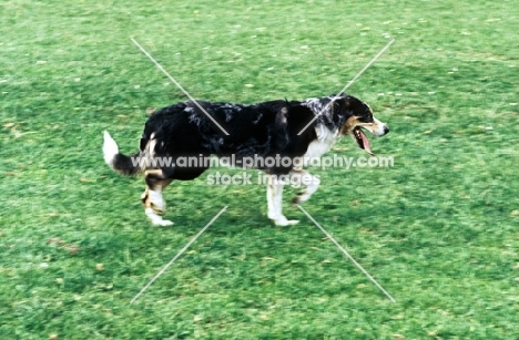 welsh collie trotting on grass