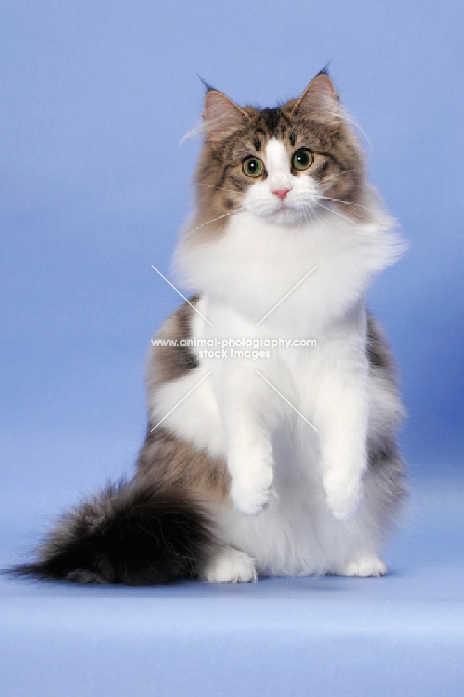 Brown Mackerel Tabby & White Norwegian Forest Cat
