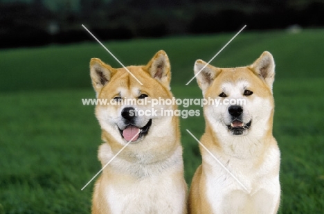 two japanese akitas