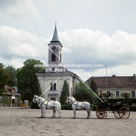 four kladruber horses in harness in front of ancient kladruby buildings, czech republic